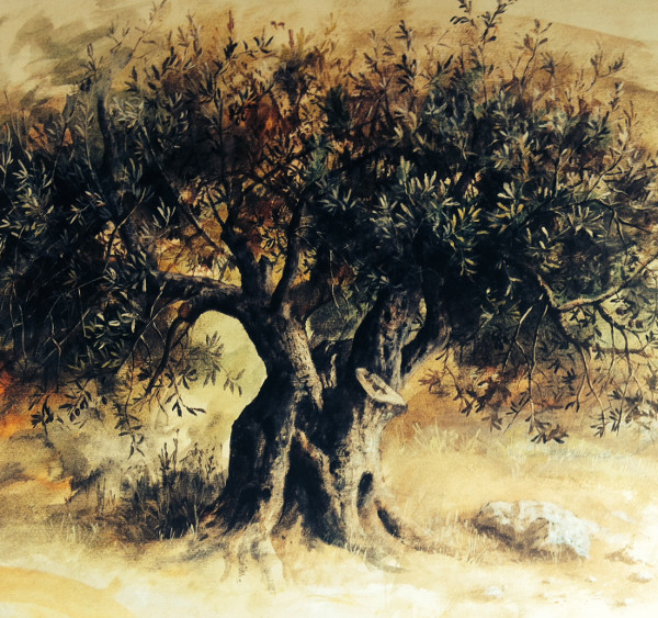 olive_tree